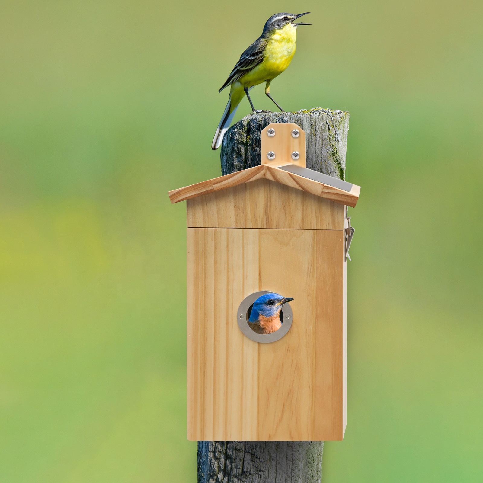 Nanxin Hot Selling Camera Bird - Smart Garden Ai 评论和价格
